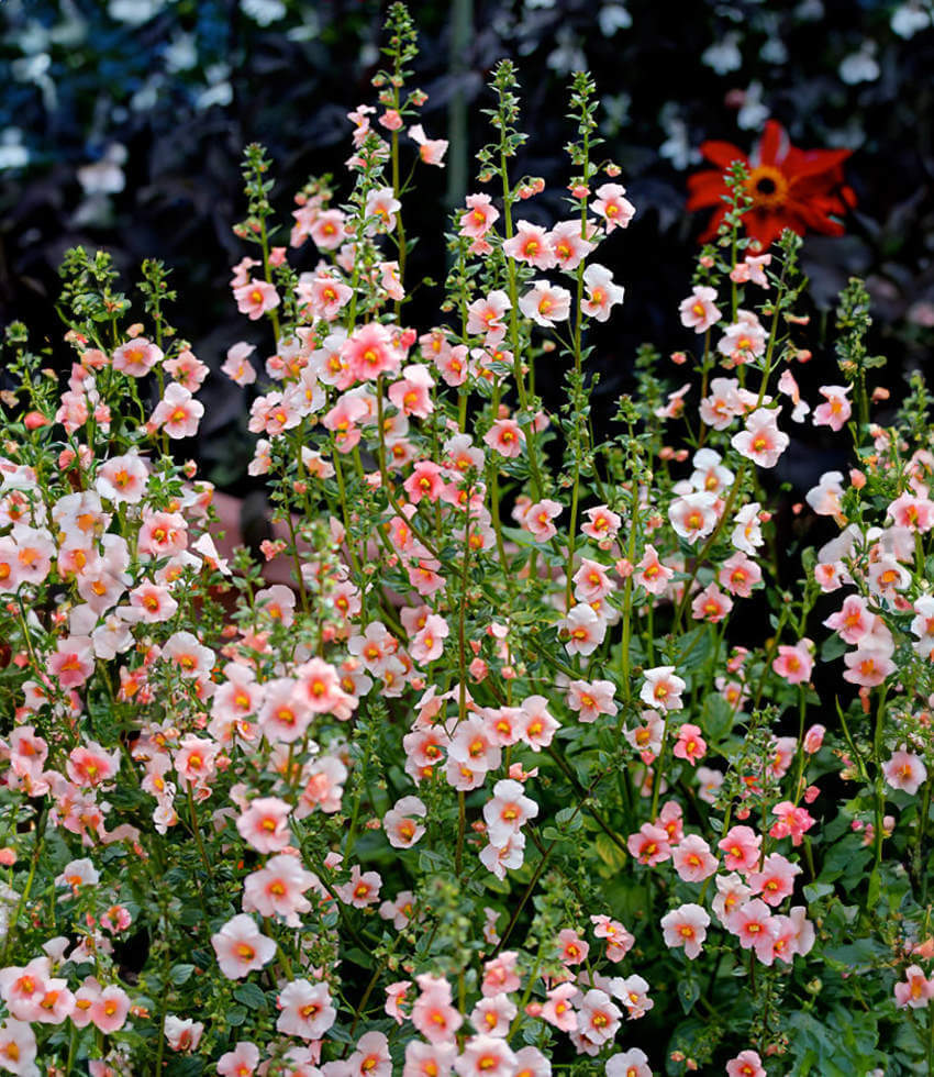 Alonsoa meridionalis, Apricot, Apricot Mask Flower
