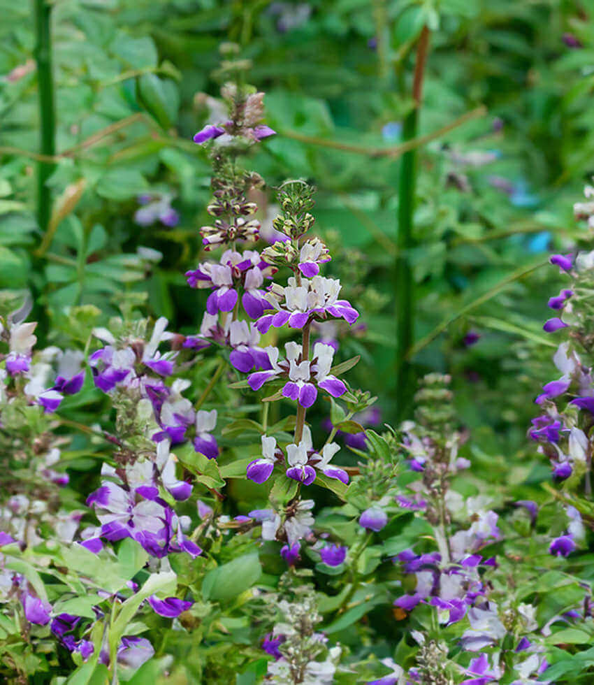 Collinsia heterophylla, Purple Chinese Houses