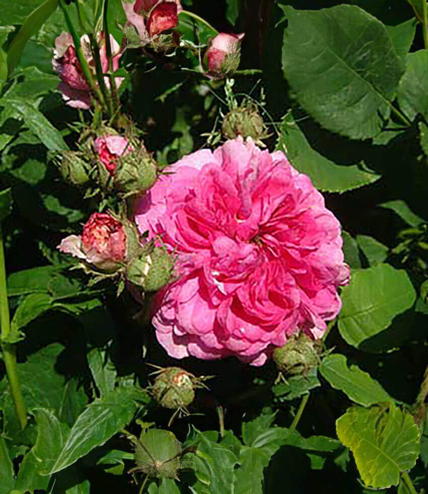 Rosa, Russeliana, Old Spanish Rose