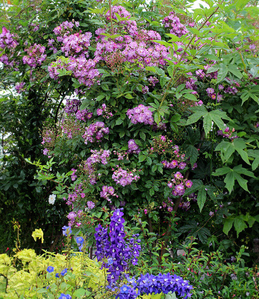 Rosa, Veilchenblau, Rambling Rose