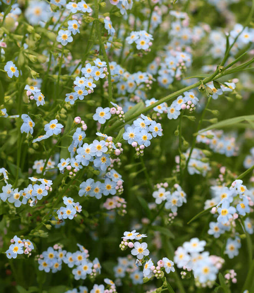 Myosotis palustris, Water Forget-Me-Not, True Forget-Me-Not