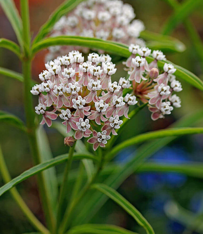 Asclepias fascicularis, Narrow Leaved Milkweed