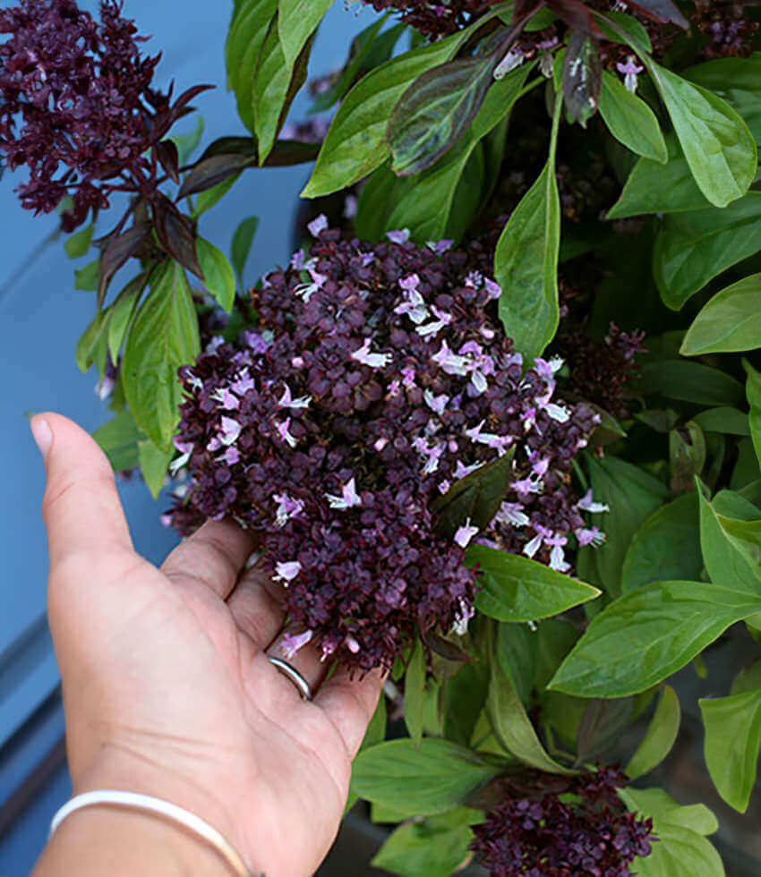 Basil Thai Siam Queen Buy Online at Annie s Annuals