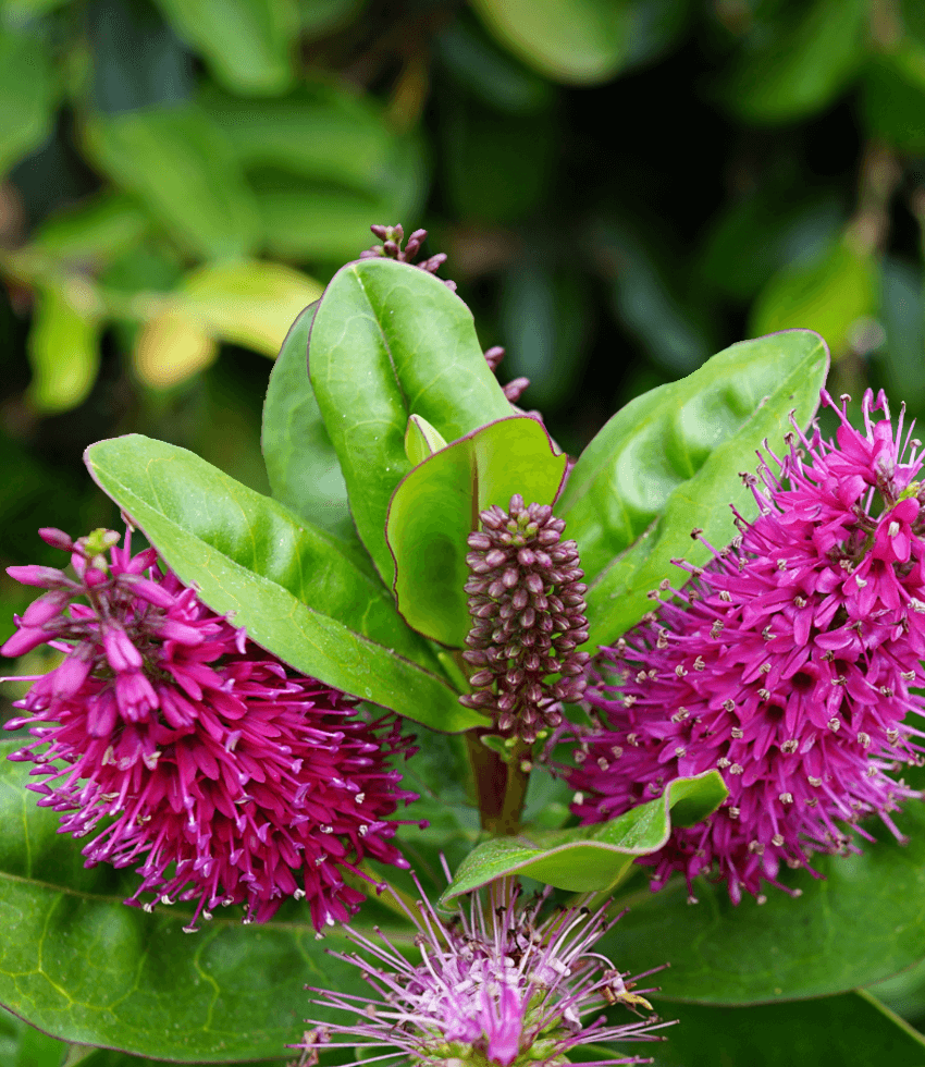 Hebe speciosa, Veronica