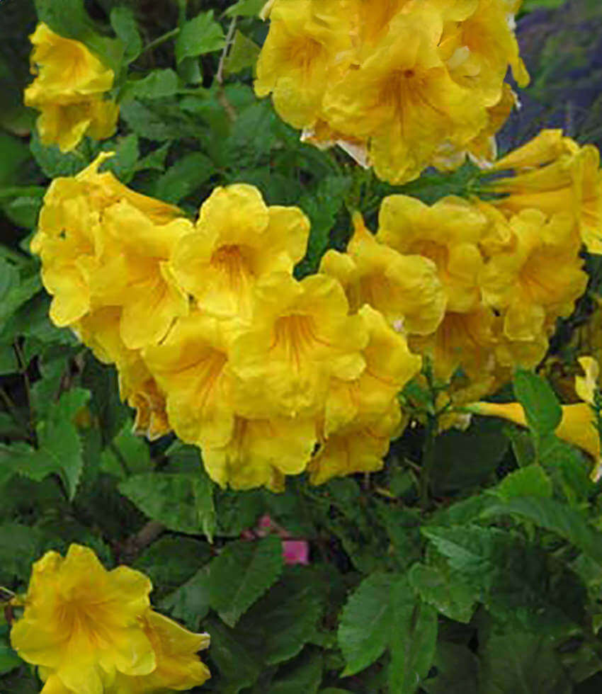Tecoma stans, Yellow Bells, Yellow Trumpetbush, Yellow Elder