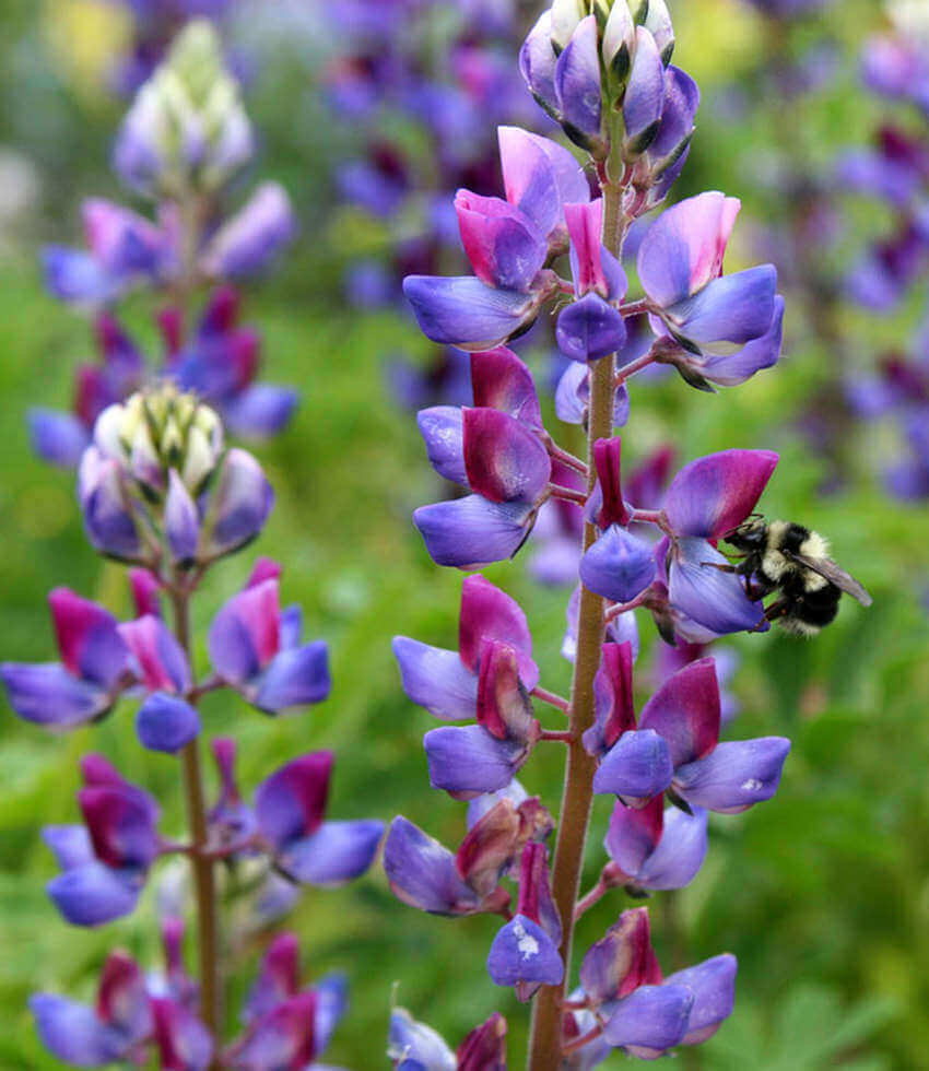 Lupinus succulentus, Arroyo Lupine