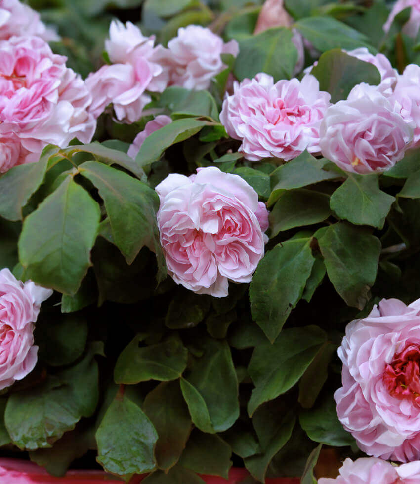 Rosa, Fantin Latour