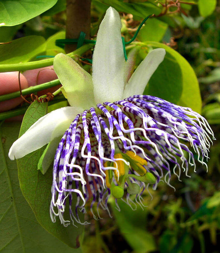 Passiflora actinia, Sea Anemone Passion Flower, Passion Vine