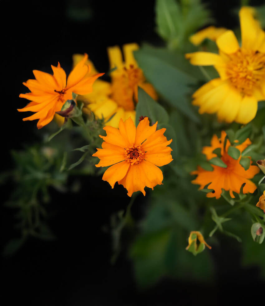 Tagetes erecta, Cempoalxochitl