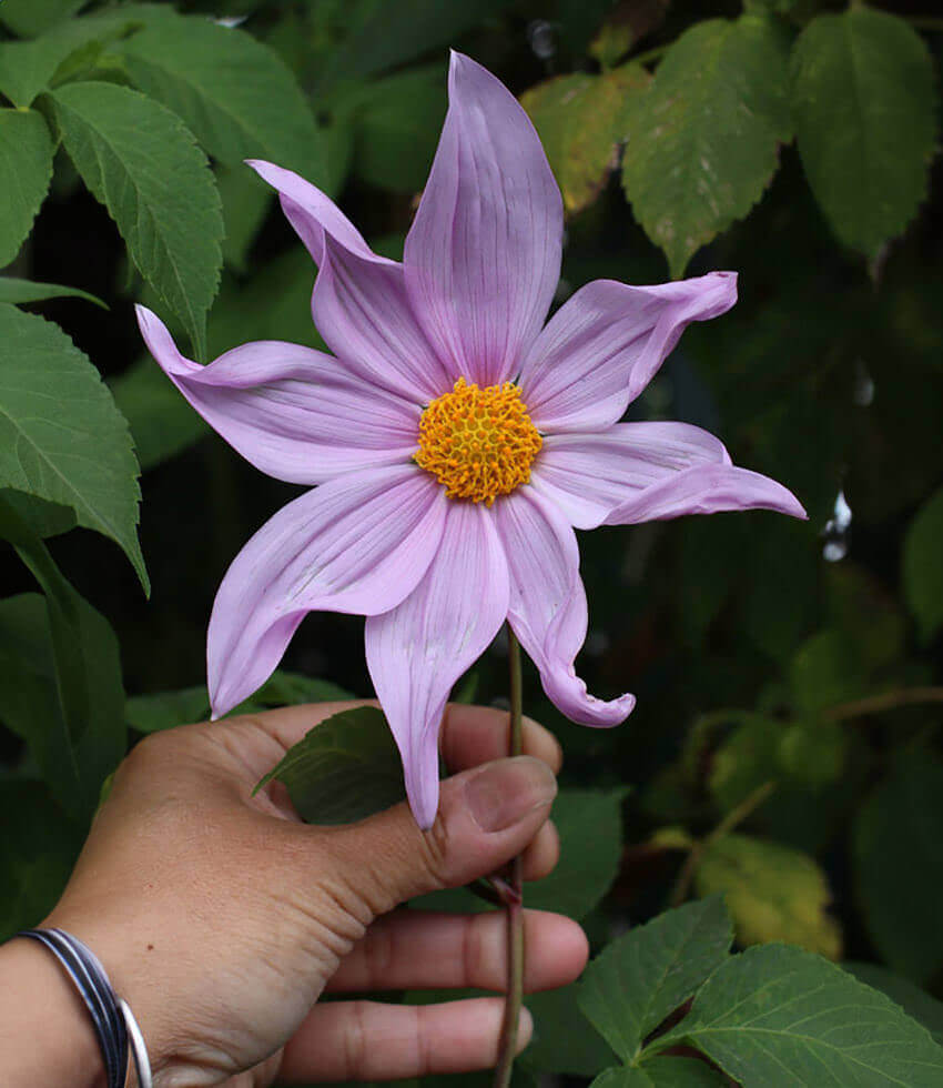Dahlia imperialis, Bell Tree Dahlia