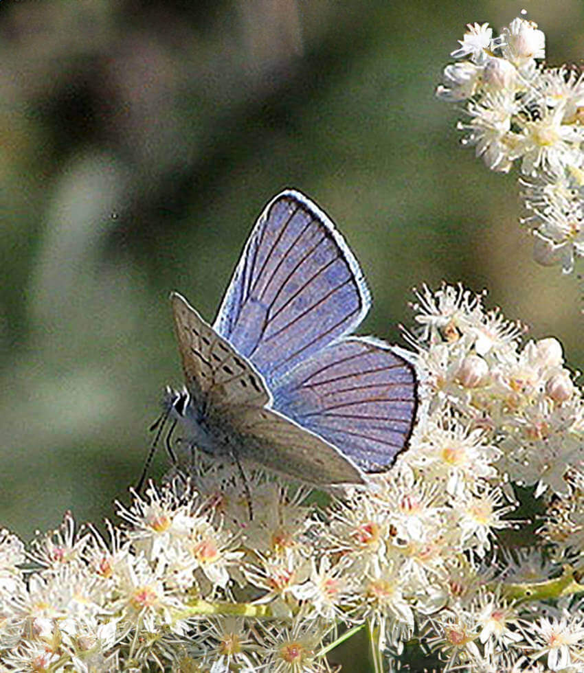 Holodiscus discolor, Oceanspray