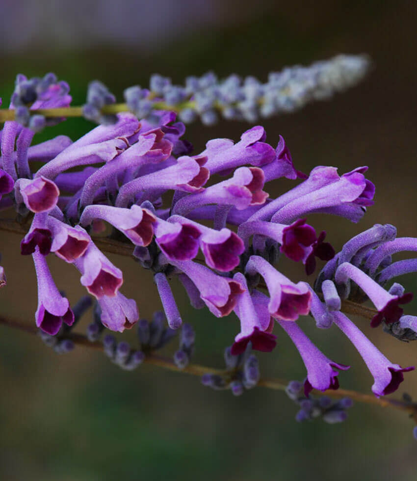 Buddleja lindleyana, Butterfly Bush