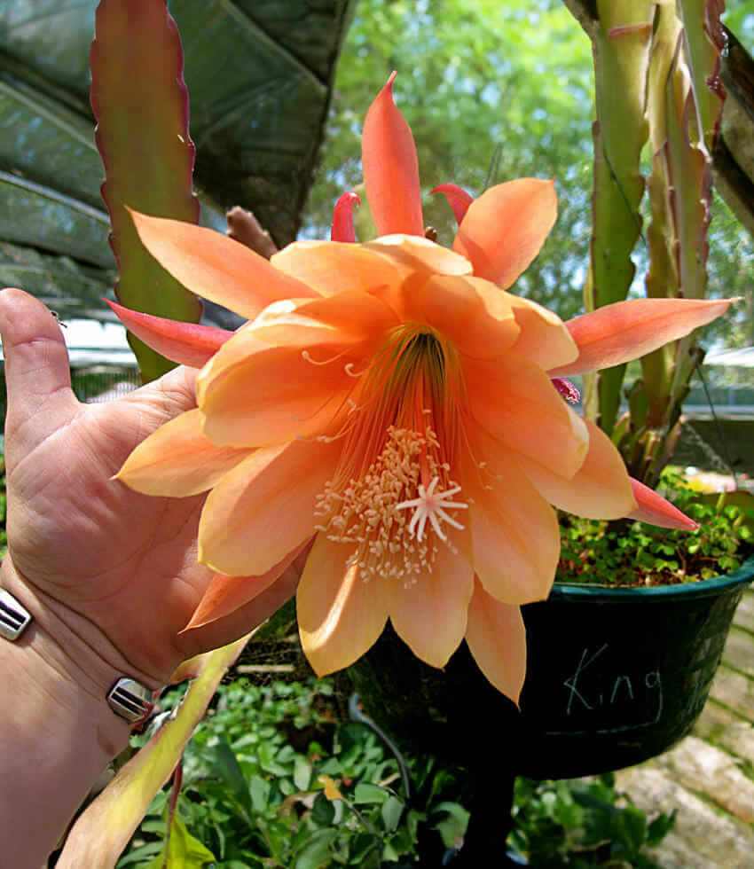 Epiphyllum, King Midas, Orchid Cactus, Climbing Cactus