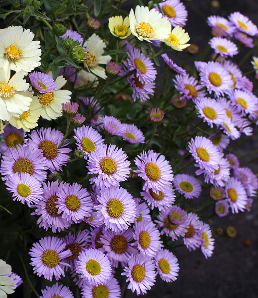 Erigeron glaucus, Wayne Roderick, Beach Aster, Seaside Fleabane
