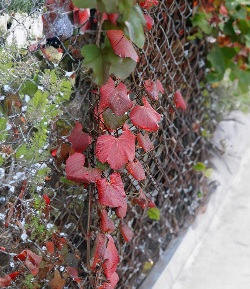 Vitis californica x vinifera, Roger's Red, Wild Grape Hybrid