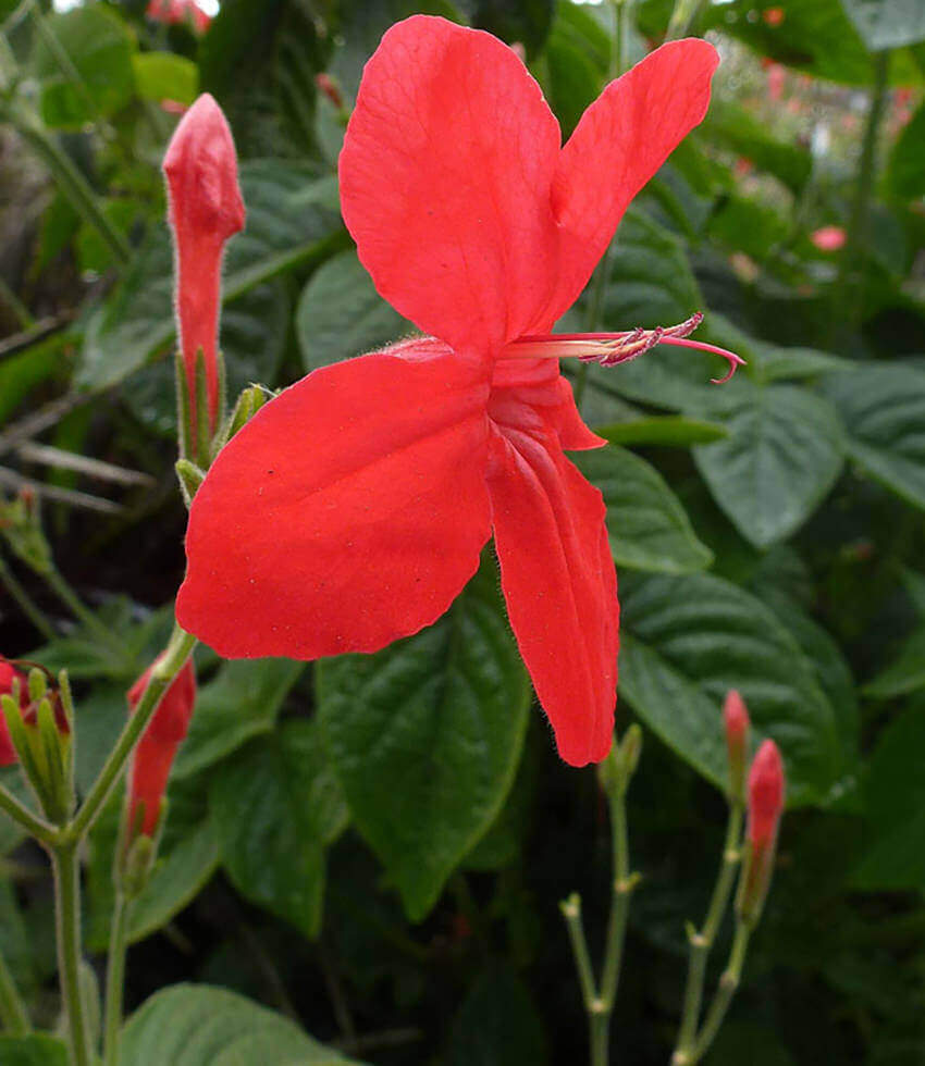 Ruellia elegans, Elegant Ruellia, Red Ruellia, Brazilian Petunia