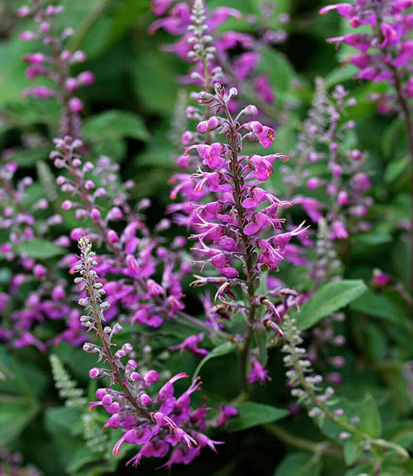 Teucrium betonicum, Madeira Germander