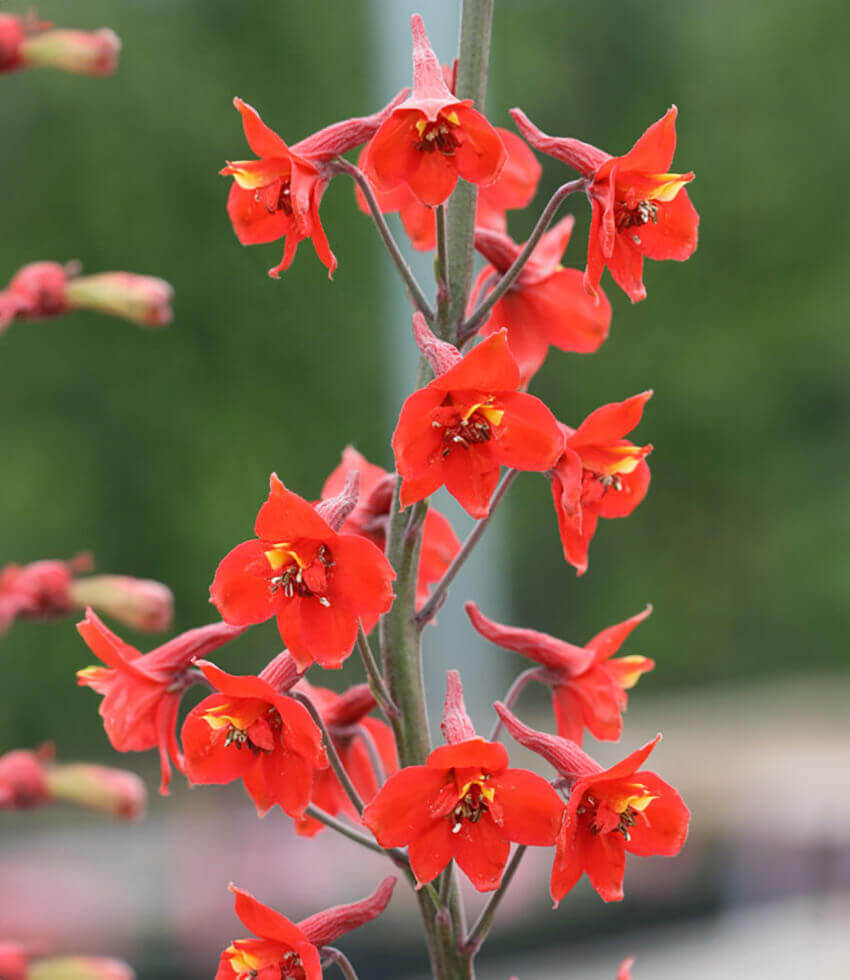Delphinium cardinale, Scarlet Larkspur, Cardinal Larkspur