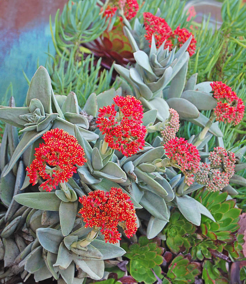 Crassula falcata, Airplane Plant