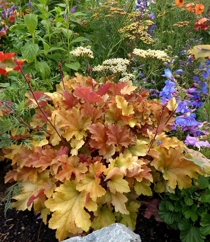 Heuchera, Marmalade, Coral Bells, Alumroot