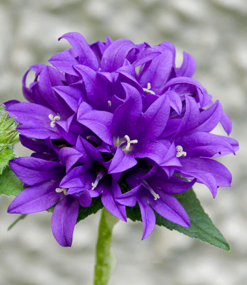 Campanula glomerata, Superba