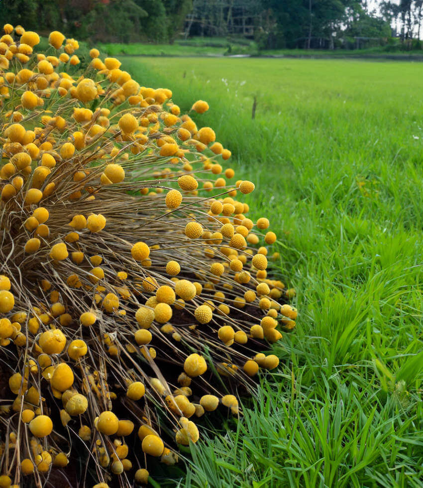 Craspedia globosa, Billy Buttons, Drumsticks