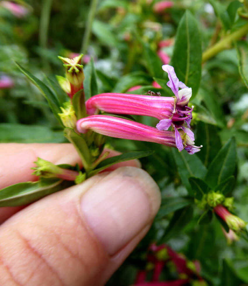 Cuphea hybrid, Starfire Pink, Firecracker Plant