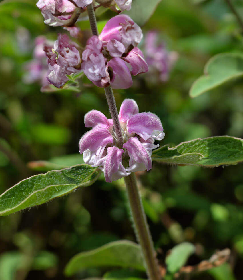 Phlomis purpurea, Purple Jerusalem Sage