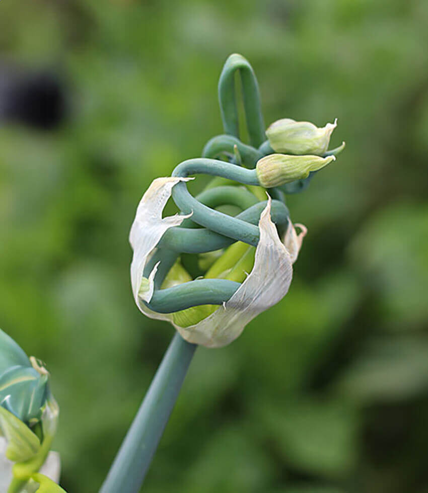 Onion, Egyptian Walking Onion