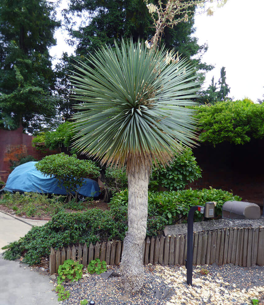 Yucca rostrata, Sapphire Skies