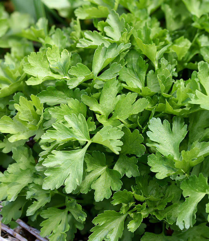 Parsley: 6-pack, Italian Flat-Leaved