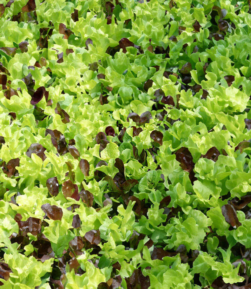 Lettuce: 6-pack, Summer Mix