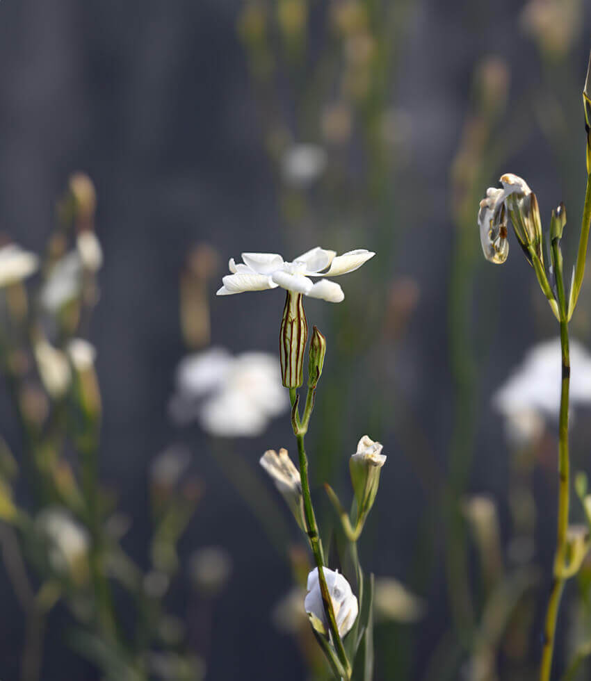Silene capensis, Xhosa Dream Herb