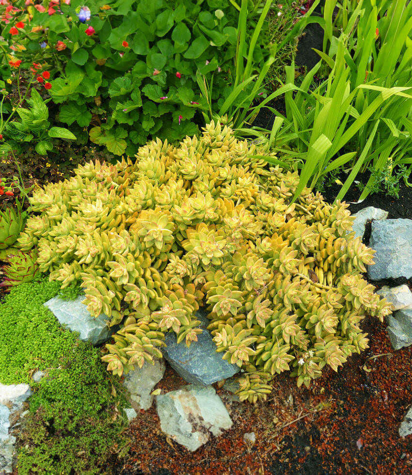 Sedum x adolphii, Golden Stonecrop, Golden Sedum