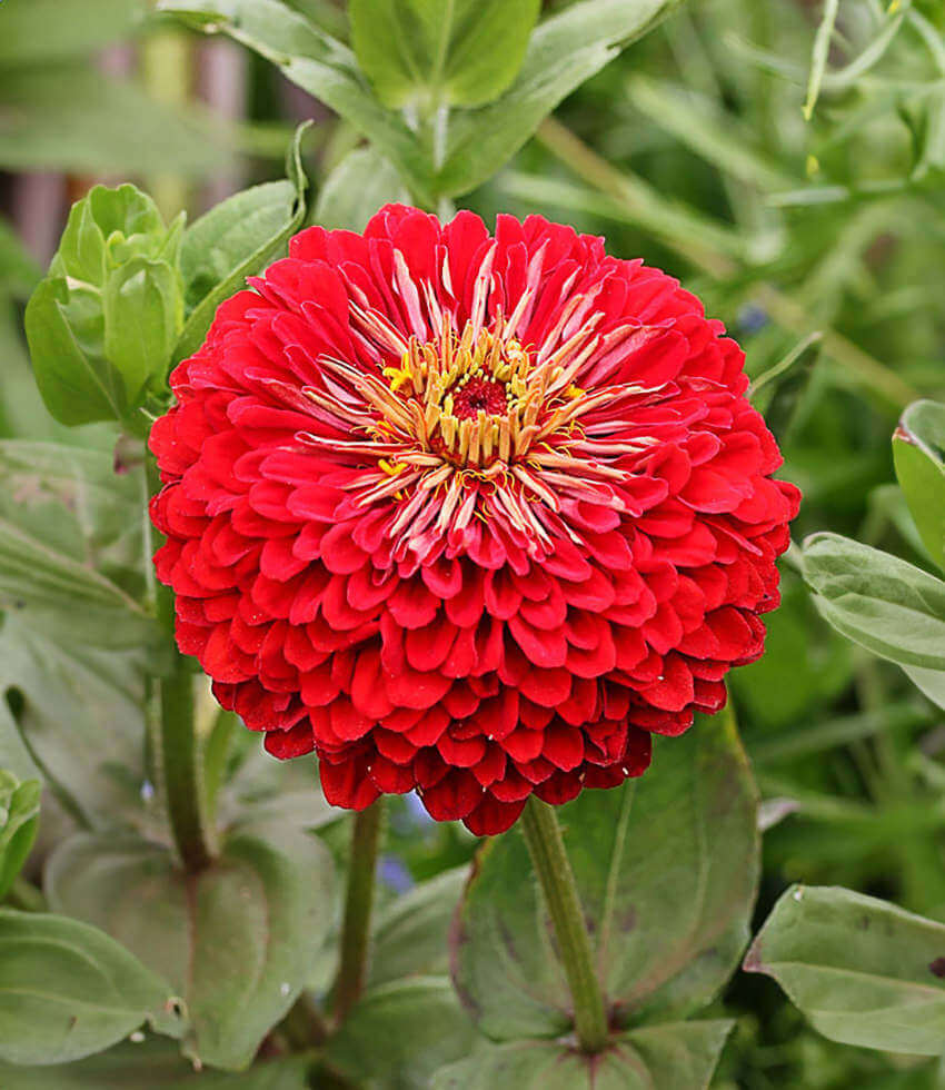 Zinnia elegans, Benarys Giant Scarlet