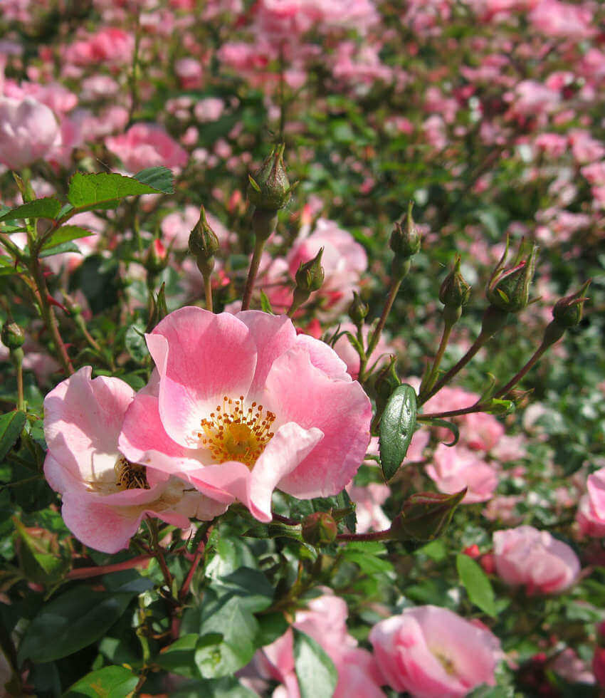 Rosa eglanteria, Sweet Briar Rose
