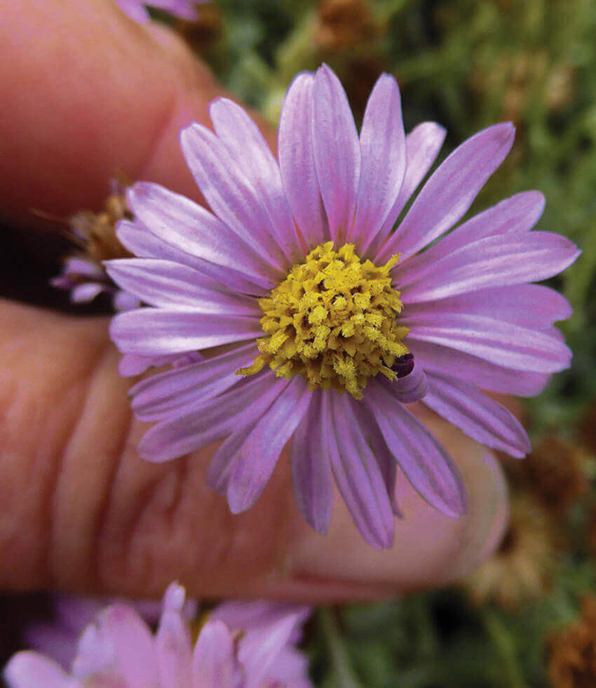 Lessingia filaginifolia, Silver Carpet, Corethrogyne, Sand Aster