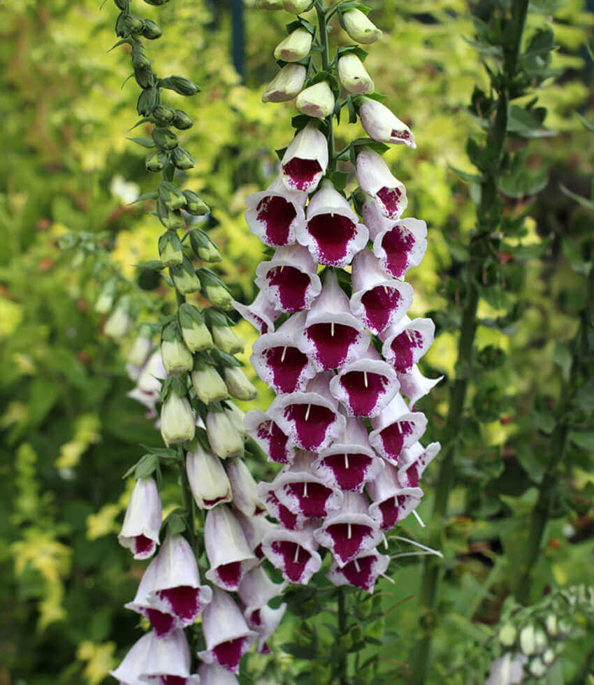 Digitalis purpurea, Pam's Choice, Foxglove, Lady's Glove