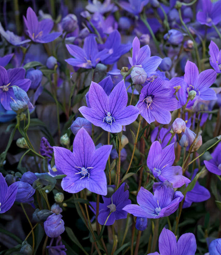 Platycodon grandiflorus, Balloon Flower