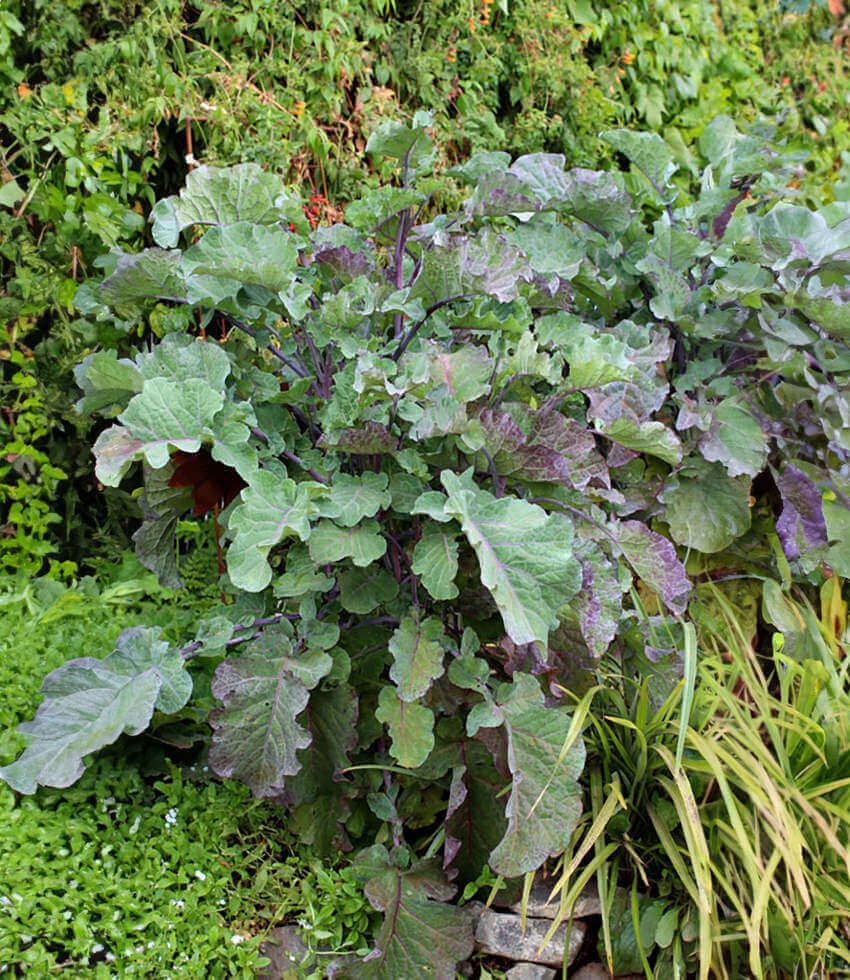 Kale, Richmond's Pride, Purple Tree Collard