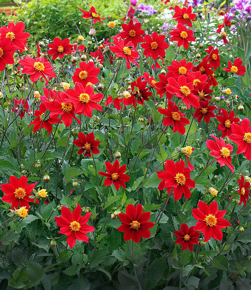 Dahlia coccinea, True Wild Form