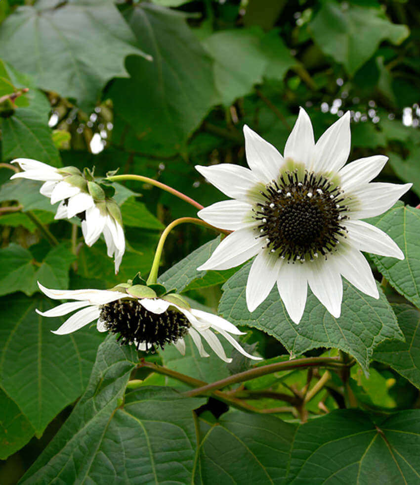 Rojasianthe superba, White Sunflower Tree