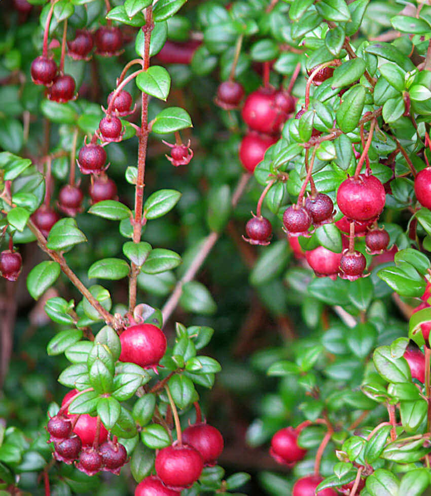 Ugni molinae, Chliean Guava, Strawberry Myrtle