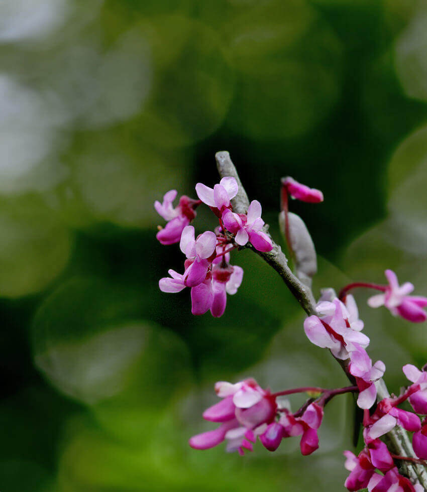Cercis occidentalis, Western Redbud