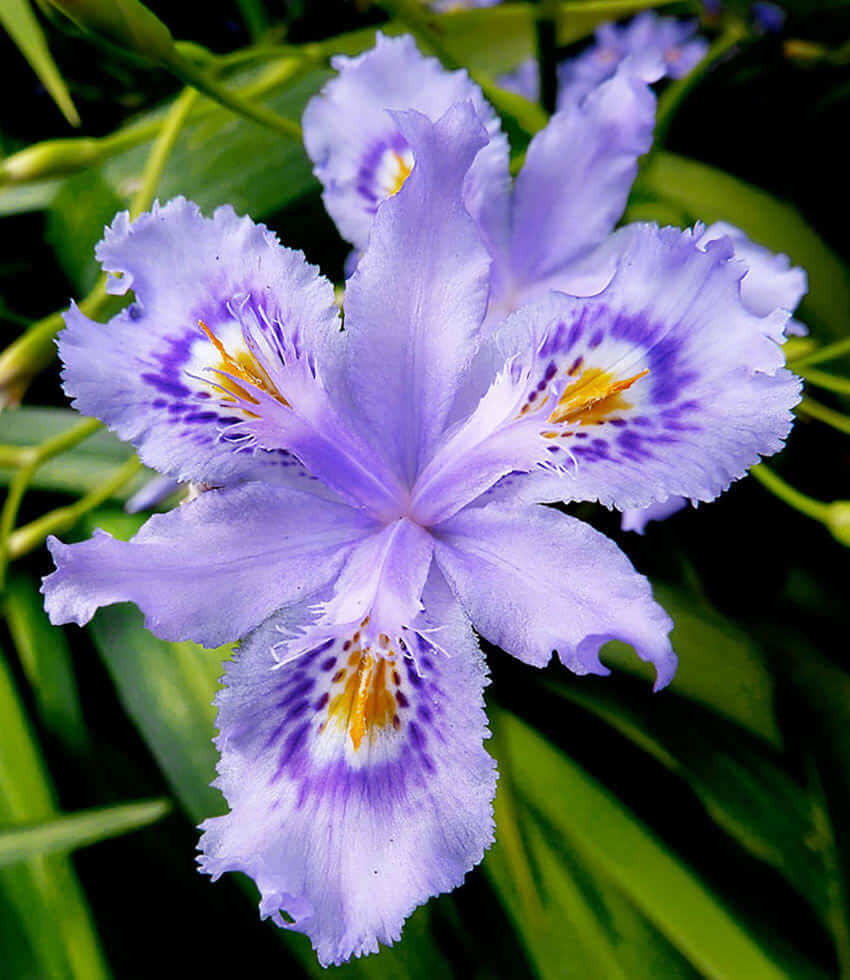 Iris confusa, Chengdu, Bamboo Iris