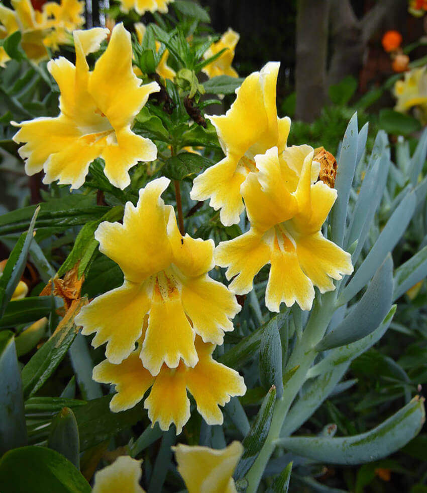 Mimulus, Pamela, Sticky Monkey Flower, Bush Monkey Flower, Diplacus