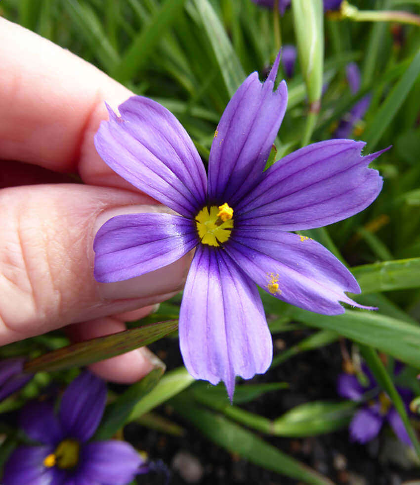 Sisyrinchium bellum, North Coast, Western Blue-eyed Grass
