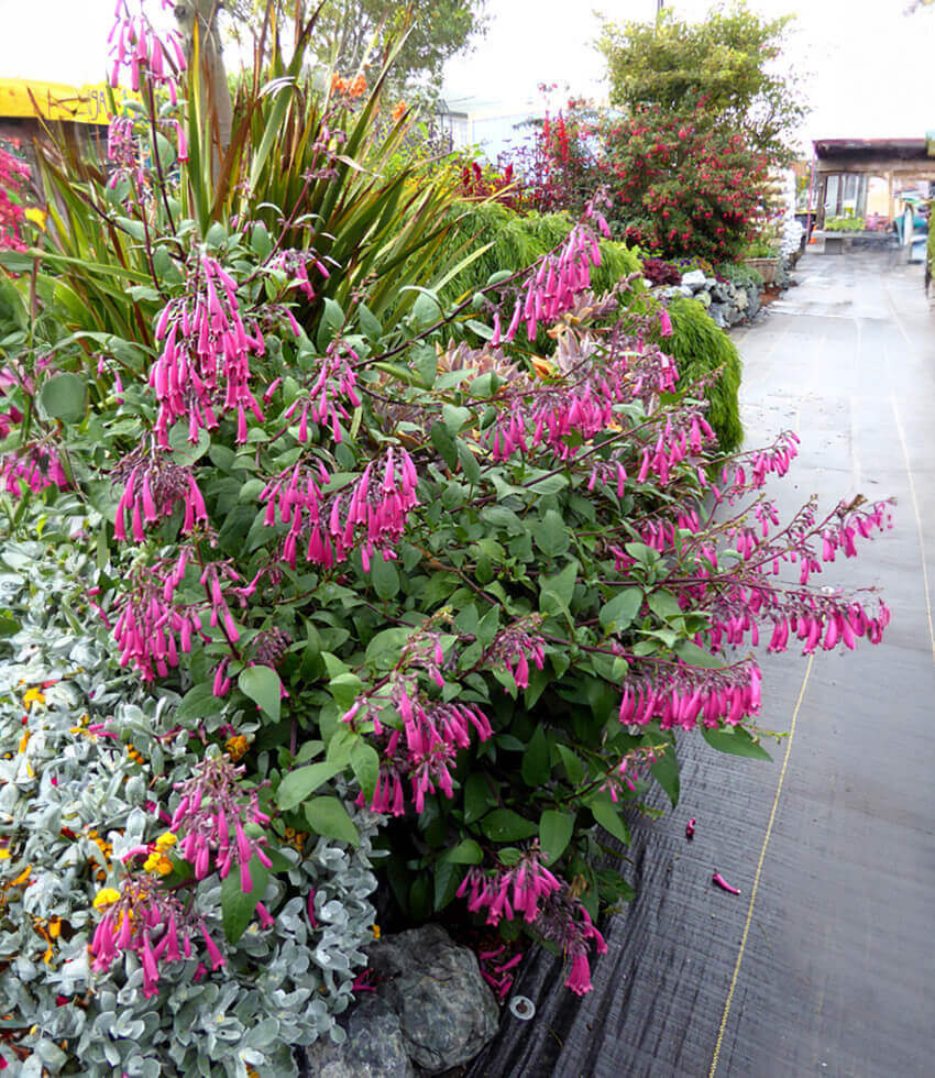 Phygelius capensis, Magenta, Cape Figwort