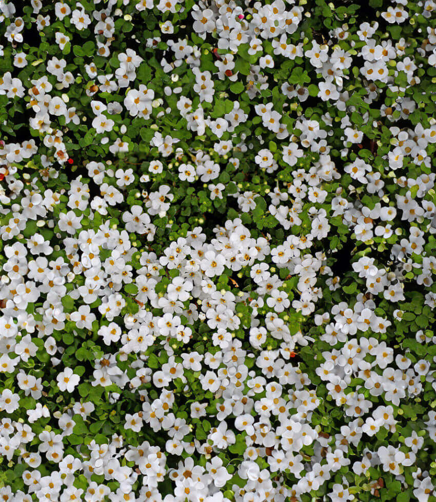 Sutera cordata, Snowtopia, Bacopa