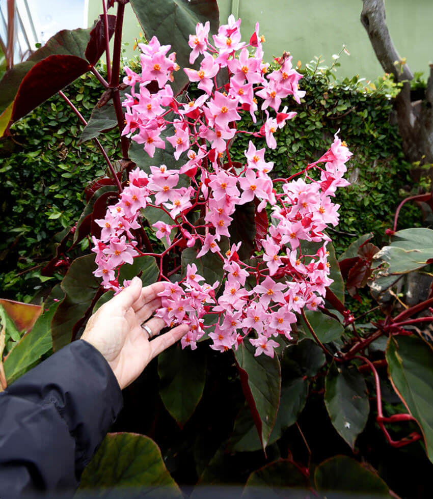 Begonia, Gene Daniels, Cane Begonia